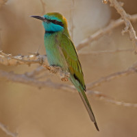 Arabian Green Bee-eater